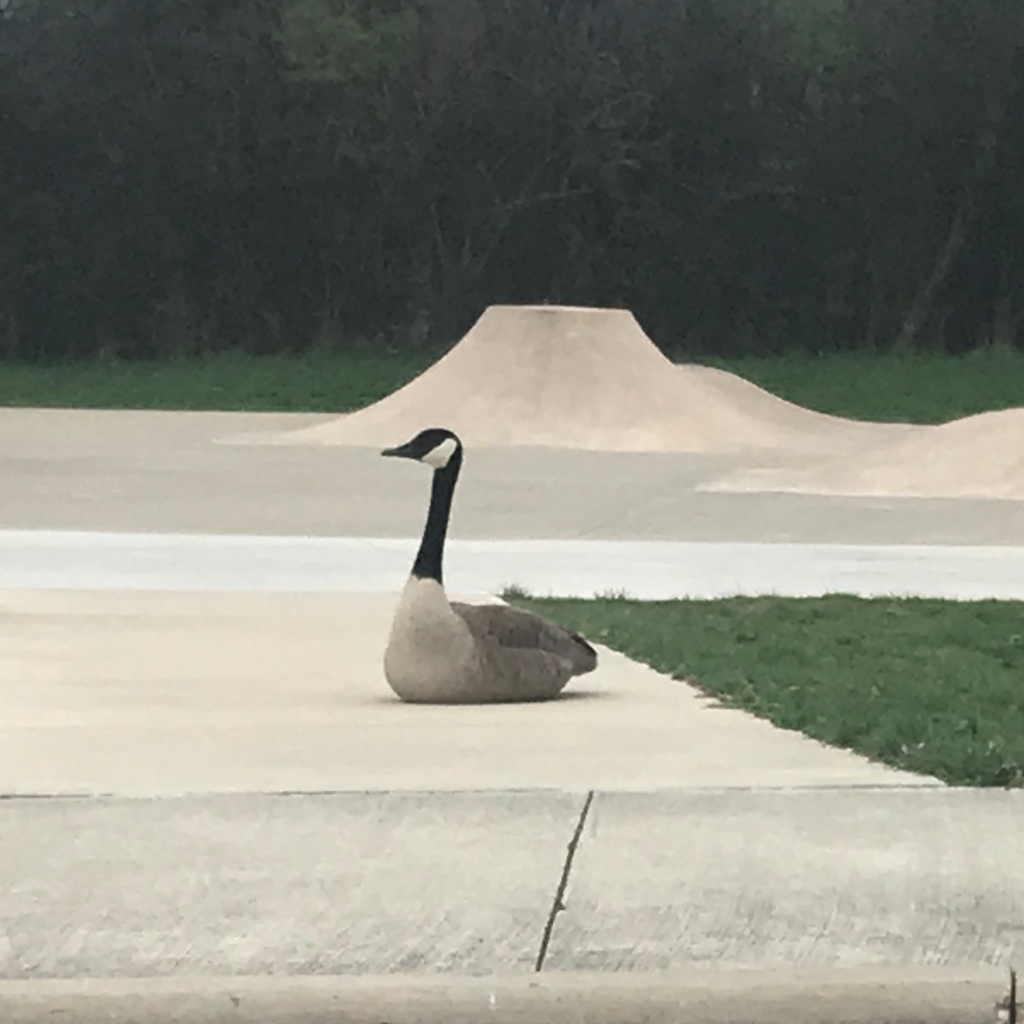 A goose sits on the sidewalk between the parking lot and skatepark.